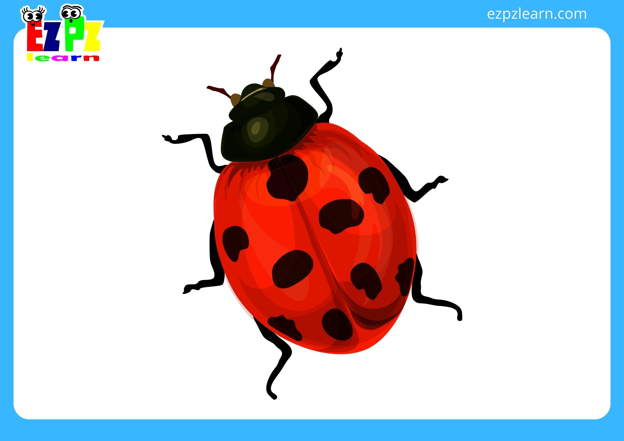 ladybug